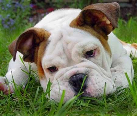 bulldogcute.jpg